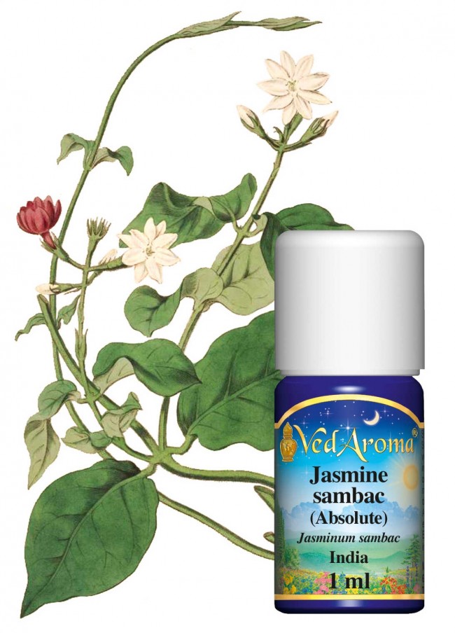 Jasmine sambac Absolute 1ml AyurVeda.World